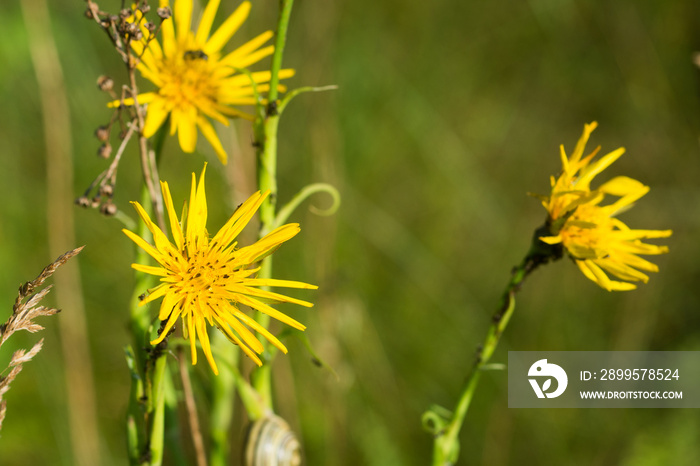 Tragopogon pratensis,  meadow salsify yellow flower closeup selective focus