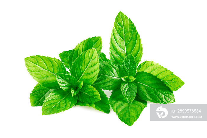 Mint leaves, mint leaves isolated on white background