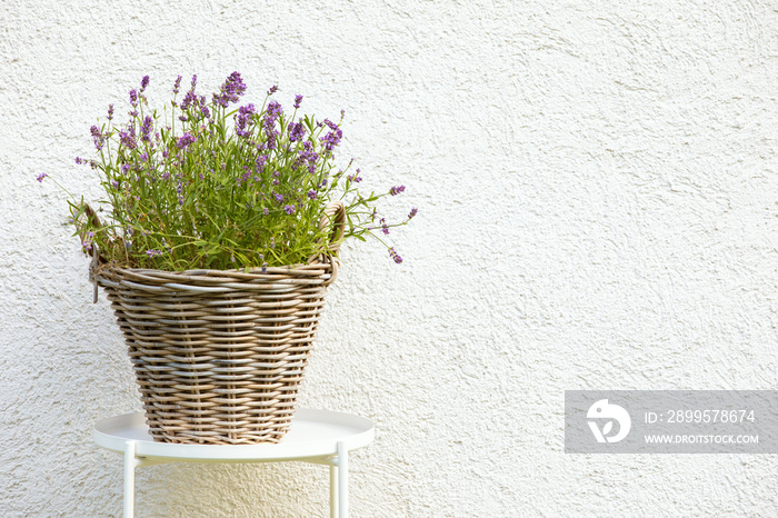 Lavender in a woven pot outside on a white background. Lavender in a pot for the garden and space for copy text