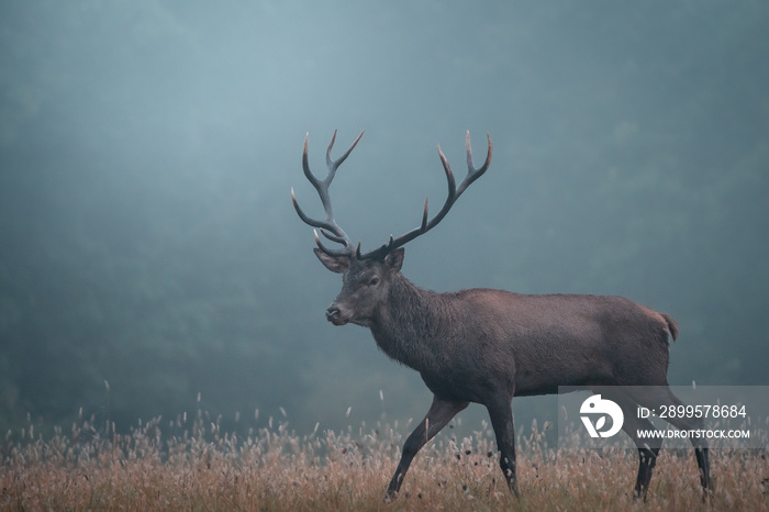 Wild red deer (cervus elaphus) during rut in wild autumn nature, in rut time,wildlife photography of animals in natural environment