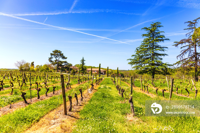 Vignoble de Terride, Puycelsi, Tarn, Midi-Pyrénées, Occitanie, France