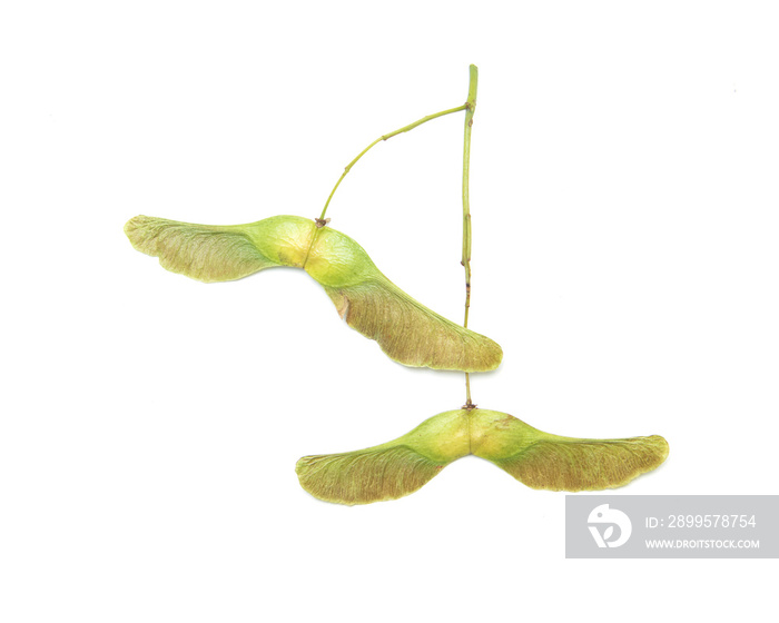 Maple seeds on white background isolated.