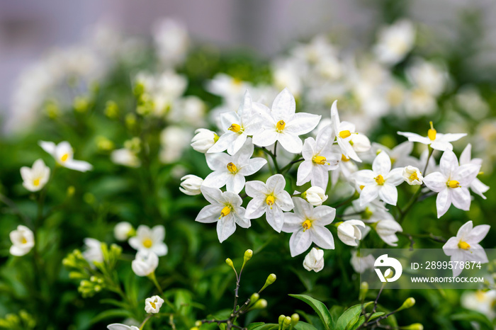 Solanum laxum, commonly known as potato vine, potato climber or jasmine nightshade. It is native to South America and commonly grown as an ornamental garden plant.