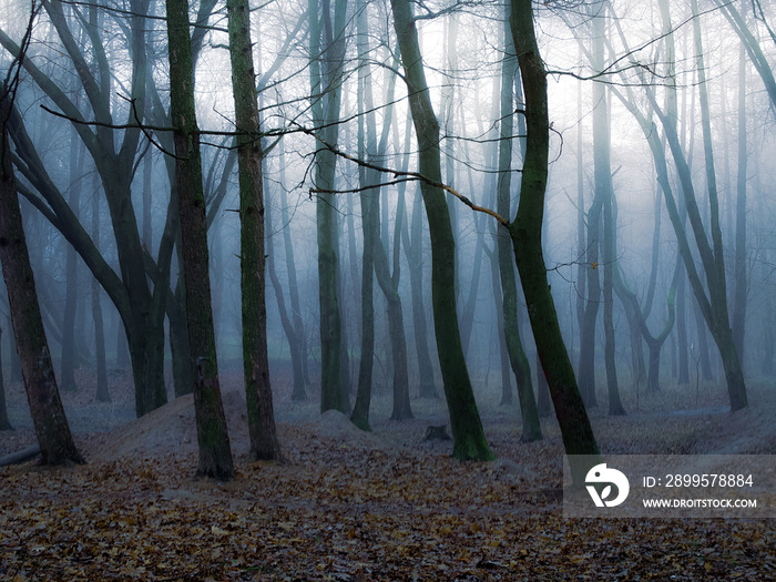 Mysterious foggy forest in late autumn. Dreamy woods in the morning mist. Mystical place.