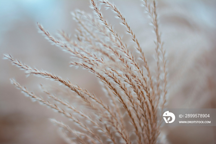 Dry bent grass close up. Soft focus, blur and bokeh background. Shallow depth of field