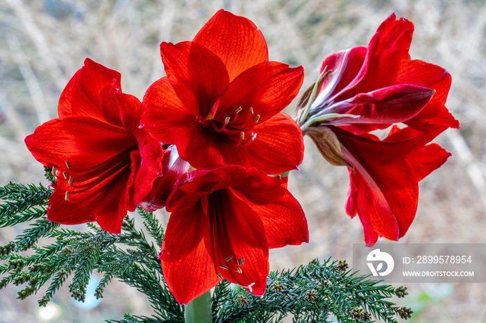 Close up of red amaryllis (hippeastrum)  flowers