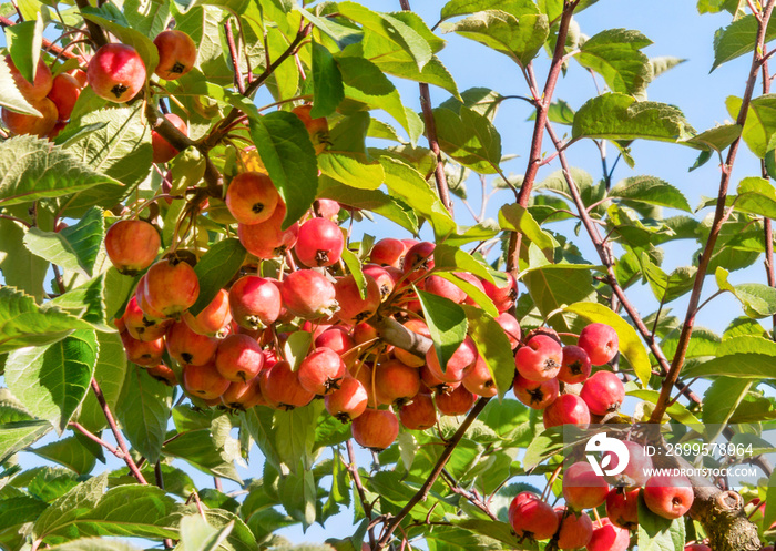 Red paradise apples hanging on a tree in garden. Decorative paradise apple tree branch with fruits.