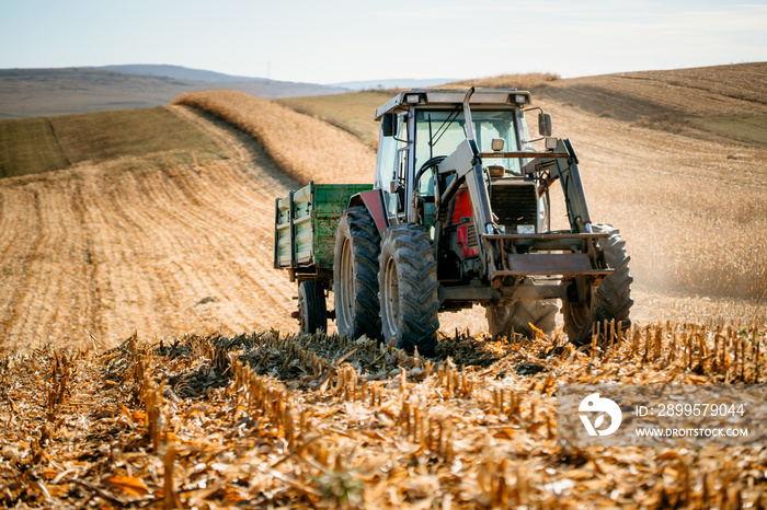 Agricultural industy - Industrial Tractor with trailer working the corn fields and harvesting during fall season