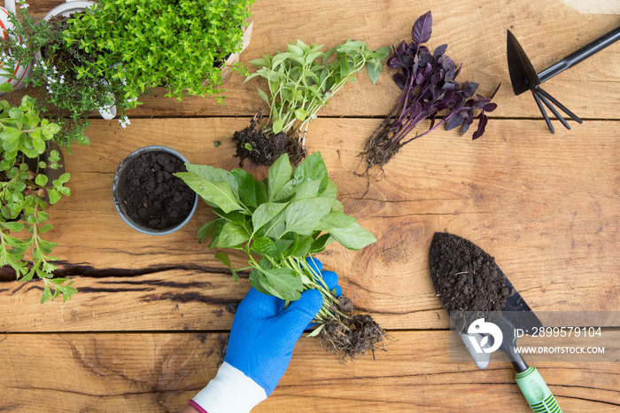 Seedlings, plants in pots and garden tools on the wooden table, gardening concept