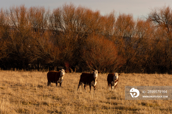 herd of cows on pasture at sunset