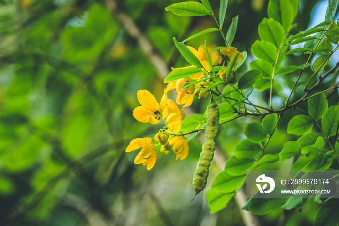 Senna Alexandrina is also known under the names Egyptian senna, Tinnevelly senna, East Indian senna or the French séné de la palthe.