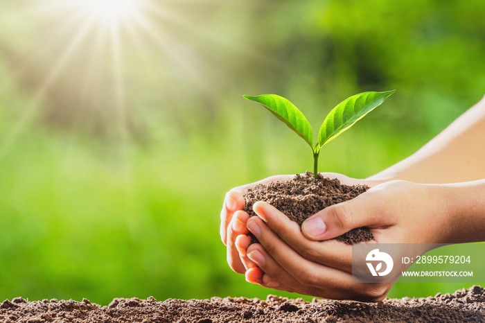 hand holding small tree for planting in gardren. concept eco environment