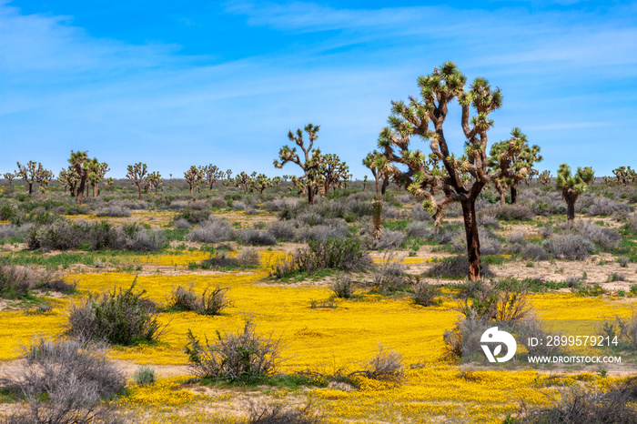 Spring season in the Mojave Desert of California with Joshua Trees and yellow wildflowers