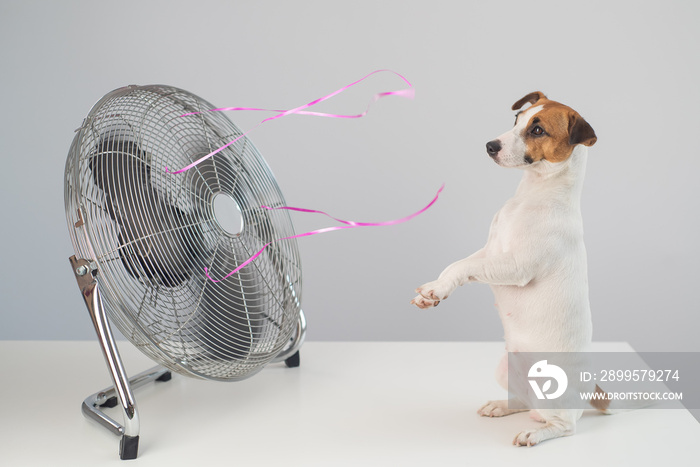 Jack russell terrier dog sits enjoying the cooling breeze from an electric fan on a white background.