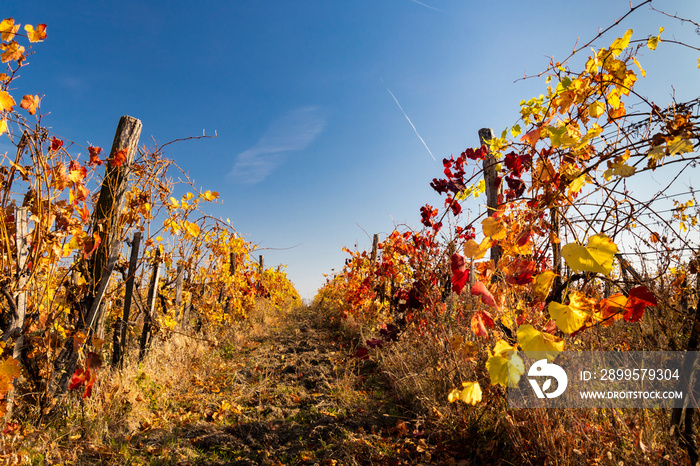 autumn vineyard near Eger, Northern Hungary