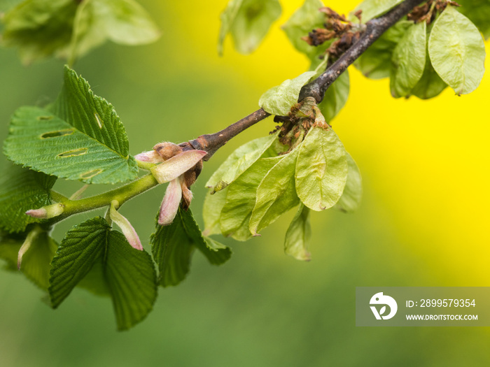 Bergulme (Ulmus glabra) mit noch unreifen Samen an einen einen kleinen Ast.