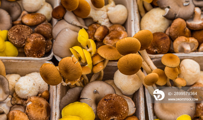 Fresh varieties of wild mushrooms in a local farmers market