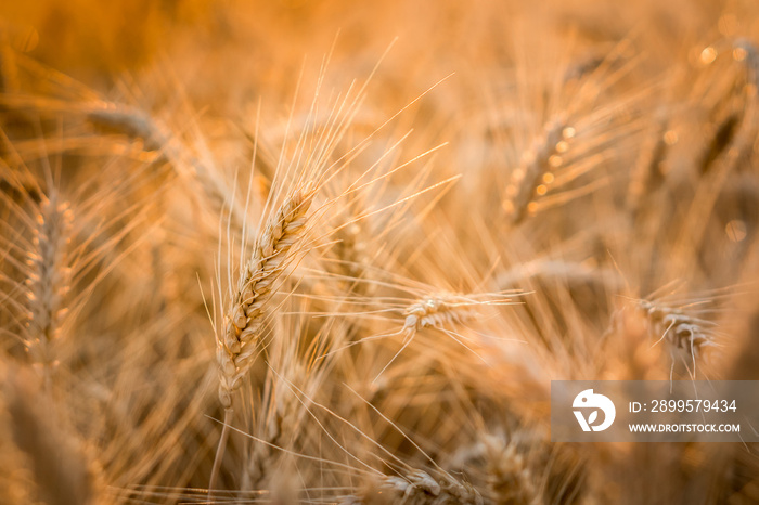 Rye ears in a sunset light on a farm field.