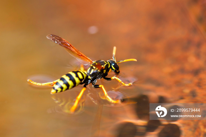 Yellow wasp drinks water - insects. Close up macro shot of yellow jacket wasp floating on water