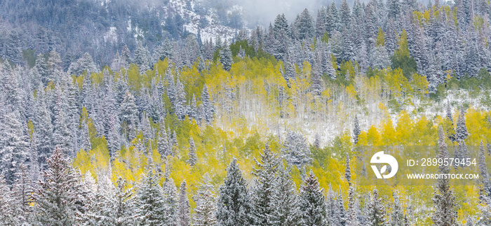 Snowing in the forest.  Autumn. Big Cottonwood Canyon, Wasatch Range, Salt Lake City, Utah, Usa, America