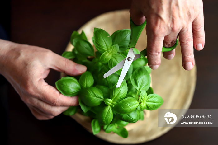 Fresh basil leaves in a pot on a dark background.