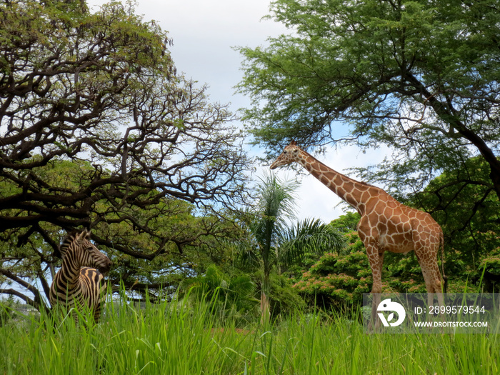 Giraffe and Zebra at the Honolulu Zoo