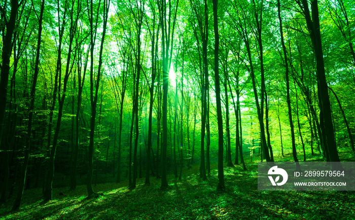 Sunlight in green forest