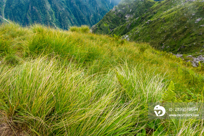 Black Himalayan Sedge or carex grass is found in high mountain meadows of Himalayan Region in Himachal Pradesh India.