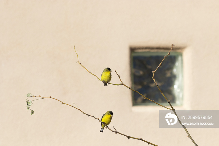 Bright yellow of Lesser Goldfinches brighten home courtyards in the Southwest winter