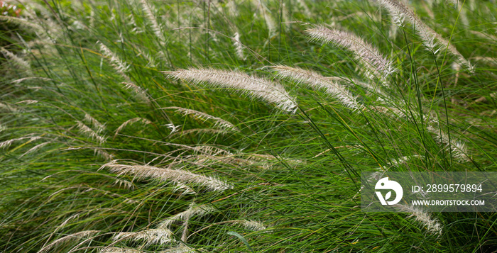 Fountain grass or pennisetum alopecuroides