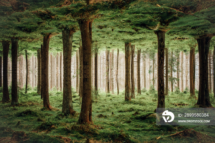 Die Säulen der Erde, der Wald steht Kopf