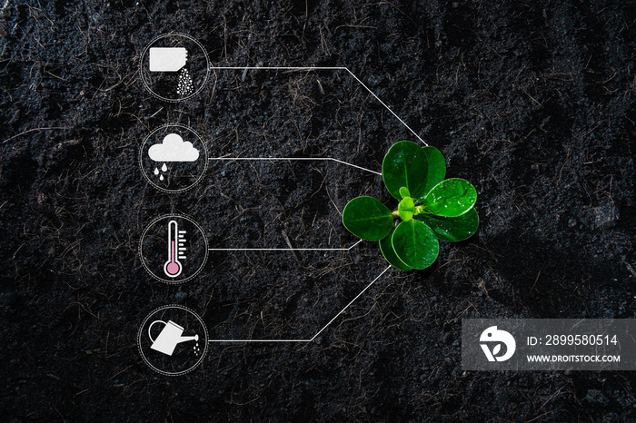 Flat lay of young growing plant with icon of watering shower, fertiliser, thermometer and raincloud for planting technology concept