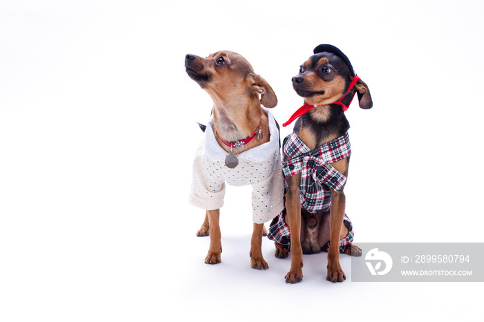 Russian toy terrier and chihuahua. Toy terrier and chihuahua in fashion apparel sitting isolated on white background, studio shot. Cute domestic companion.