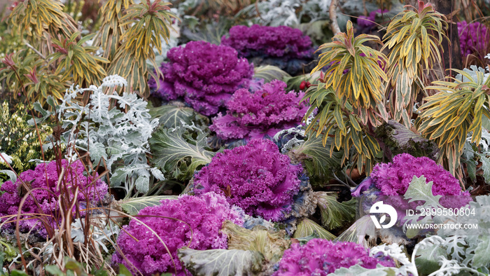 Brassica oleracea var. acephala | Chou d’ornement au centre arrondi de couleur rose intense au feuillage ondulé et frisé vert bleuté sur tige pourprée