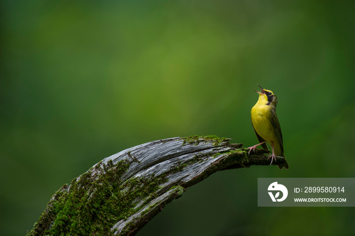 A bright yellow Kentucky Warbler sings out loud while perched on a curved log with mossy texture and a smooth green background.