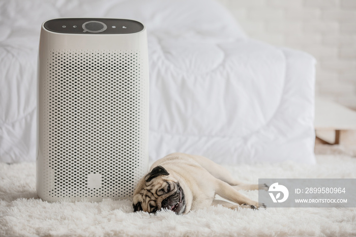 Dog Pug Breed and Air purifier in cozy white bed room for filter and cleaning removing dust PM2.5 HEPA in home,for fresh air and healthy life,Air Pollution Concept