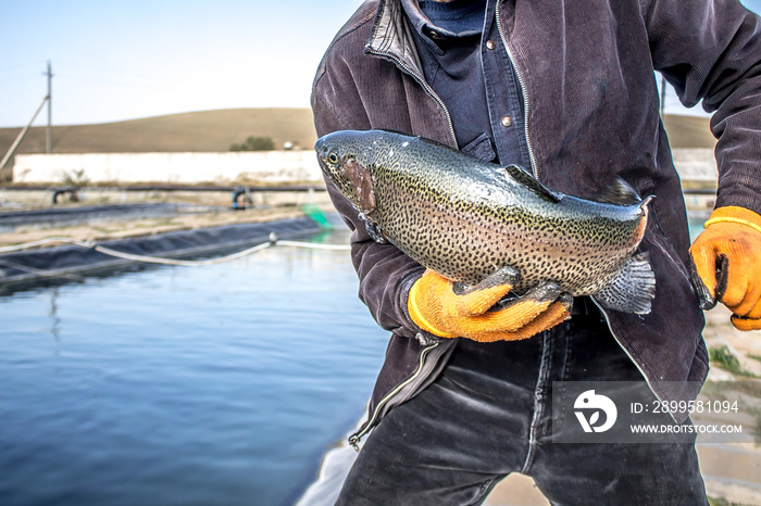 Trout breeding in pond farming