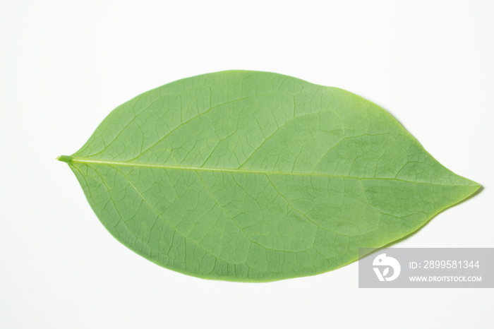 Gooseberry leaves placed on a white background. Green leaf isolated on white background. For background Graphic or Texture.