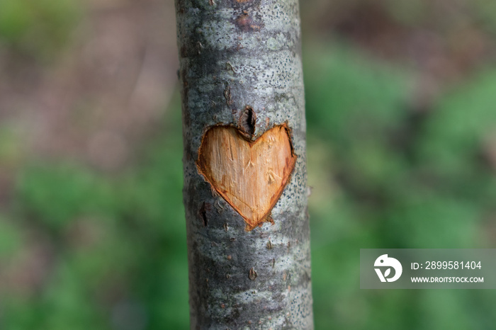 Symbol of heart carved in tree. Green, blurry forest background.