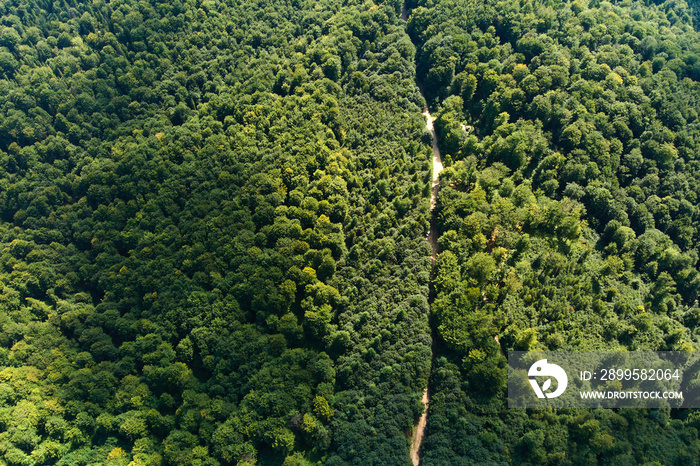 Top down flat aerial view of dark lush forest with green trees canopies in summer