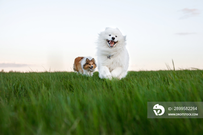 Two dogs are running across the lawn. Sheltie and Samoyed - Bjelker’s friendship.