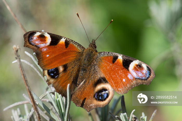 Peacock butterfly, Aglais io