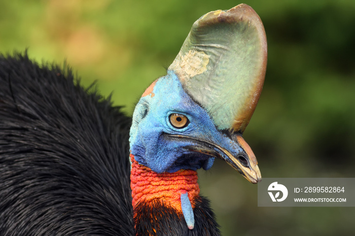 The southern cassowary (Casuarius casuarius) also known as double-wattled cassowary, Australian cassowary or two-wattled cassowary. Southern cassowary-face portrait with green background.