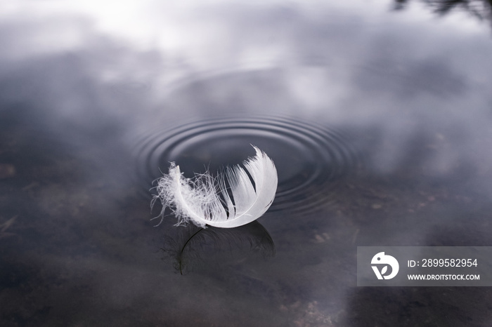 Fluffy feather on the surface of the water, blue color tone. A bird’s feather on the surface of the water with space for text. A gentle touch. The concept of silence and harmony.