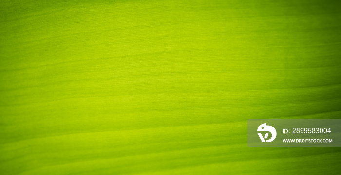 Banana leaf, green leave, abstract background