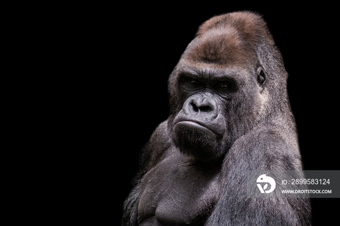 Adult male gorilla silverback on black background