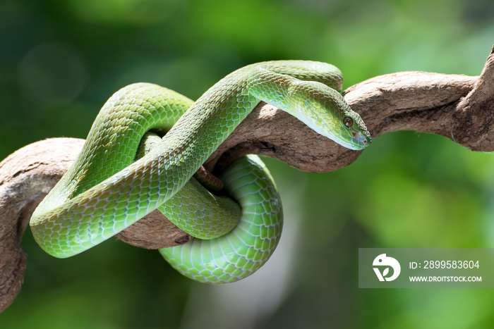 White-lipped island pit viper on the tree branch