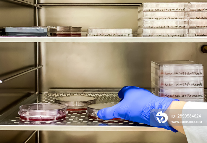 A scientist reaching for a stack of plates with growing cancer cells inside an incubator.