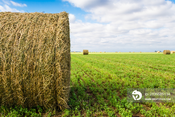 bales of alfalfa in the field in summer