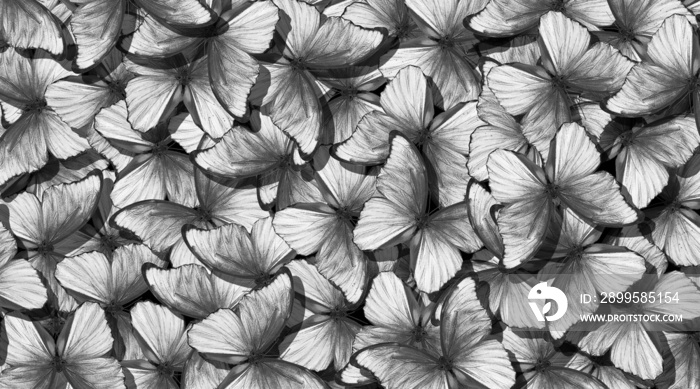 abstract pattern from morpho butterflies black and white